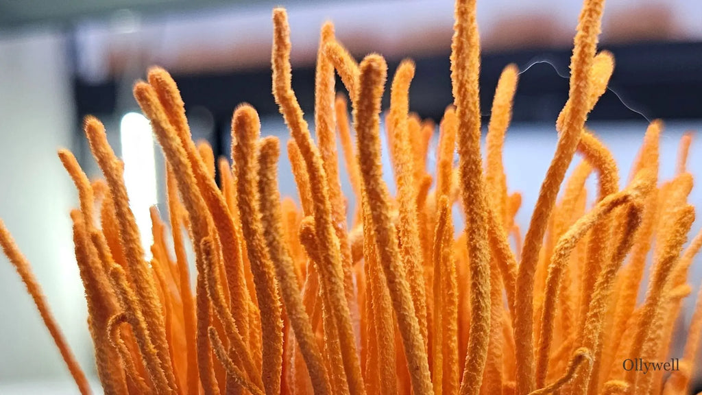 Cordyceps w świetle specjalistycznych badań. Grzyb adaptogenny a nasze zdrowie